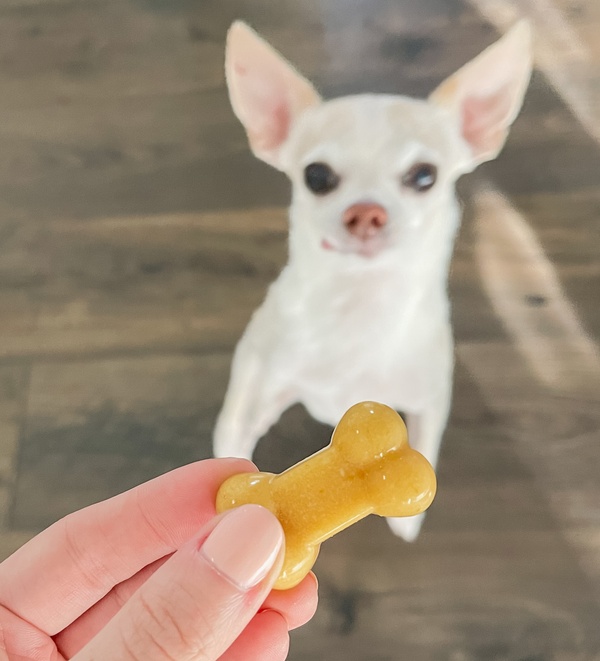 Ground turkey and pumpkin for clearance dogs